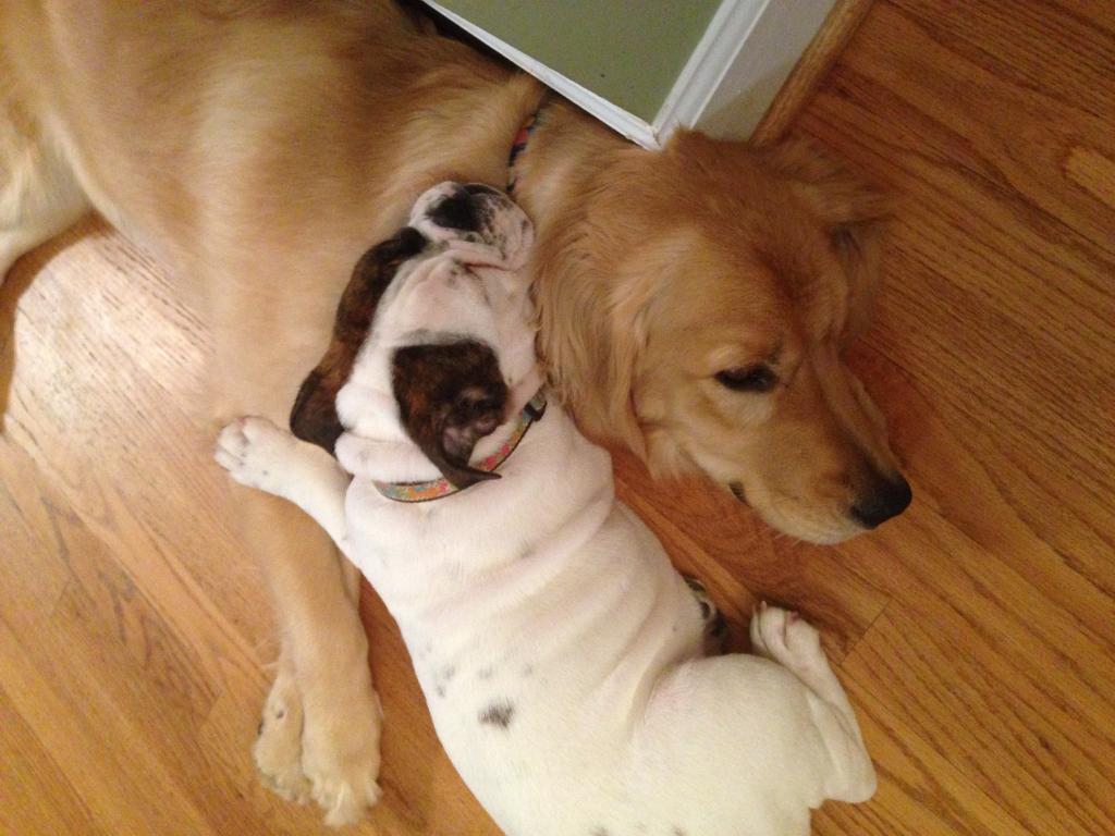 _DataDirect's tweet photo. Too much data analysis for one day. But Lola & Stella both still love being #DogsThatDigData! @mom24state #PuppyDay https://t.co/EgxjiroOj1