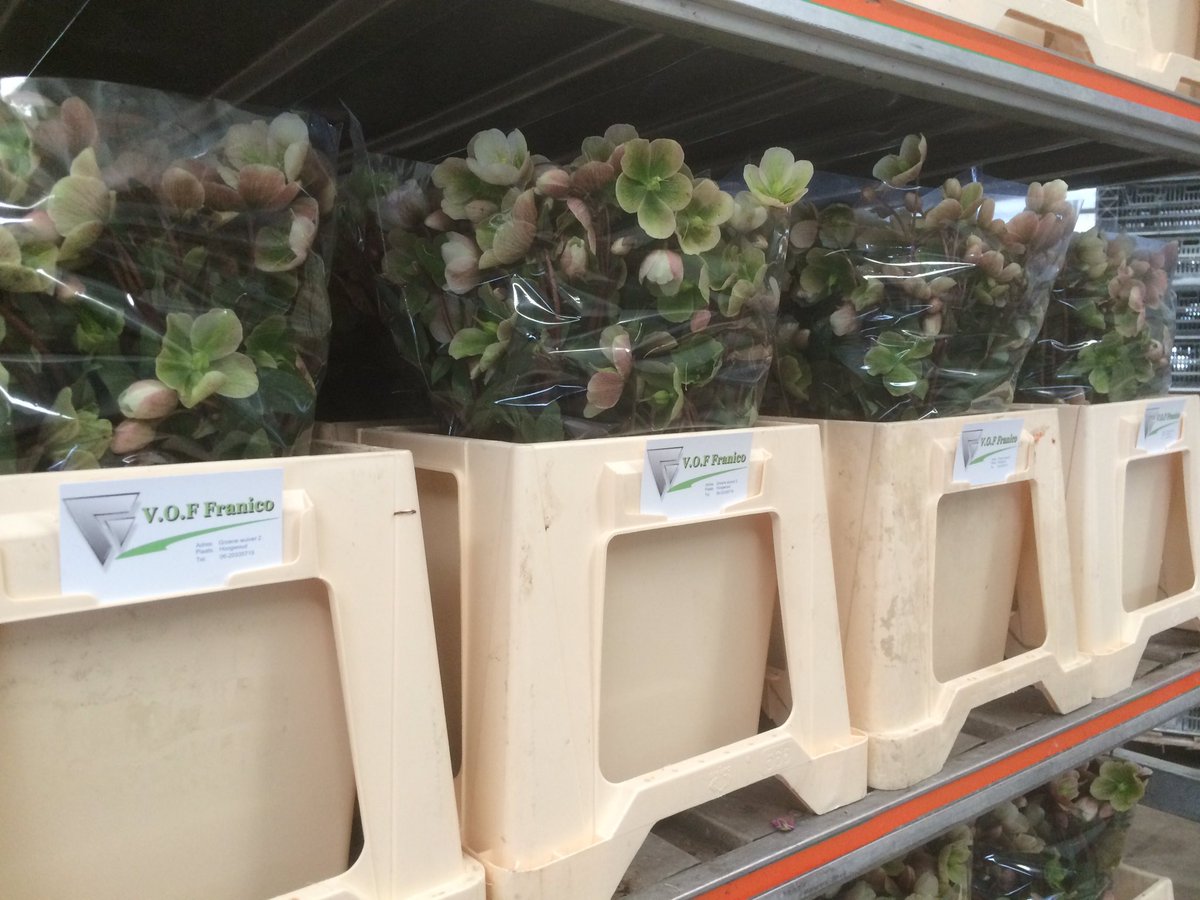 Morgen#VBA#Helleborus Magnificent Bells#Franico Hensbroek