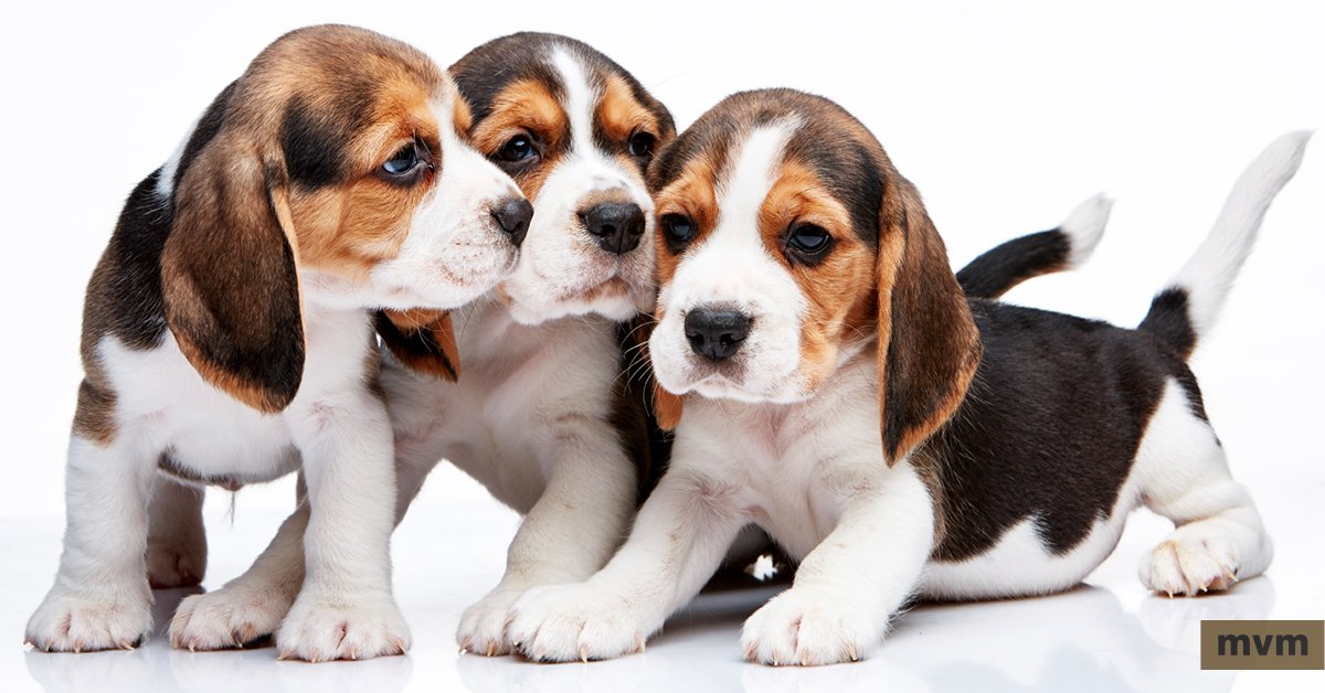 mv_magazine's tweet photo. It's #NationalPuppyDay. Tweet us a pic of your Merrimack Valley-based puppy. #MVPups https://t.co/6Evu4auG3S