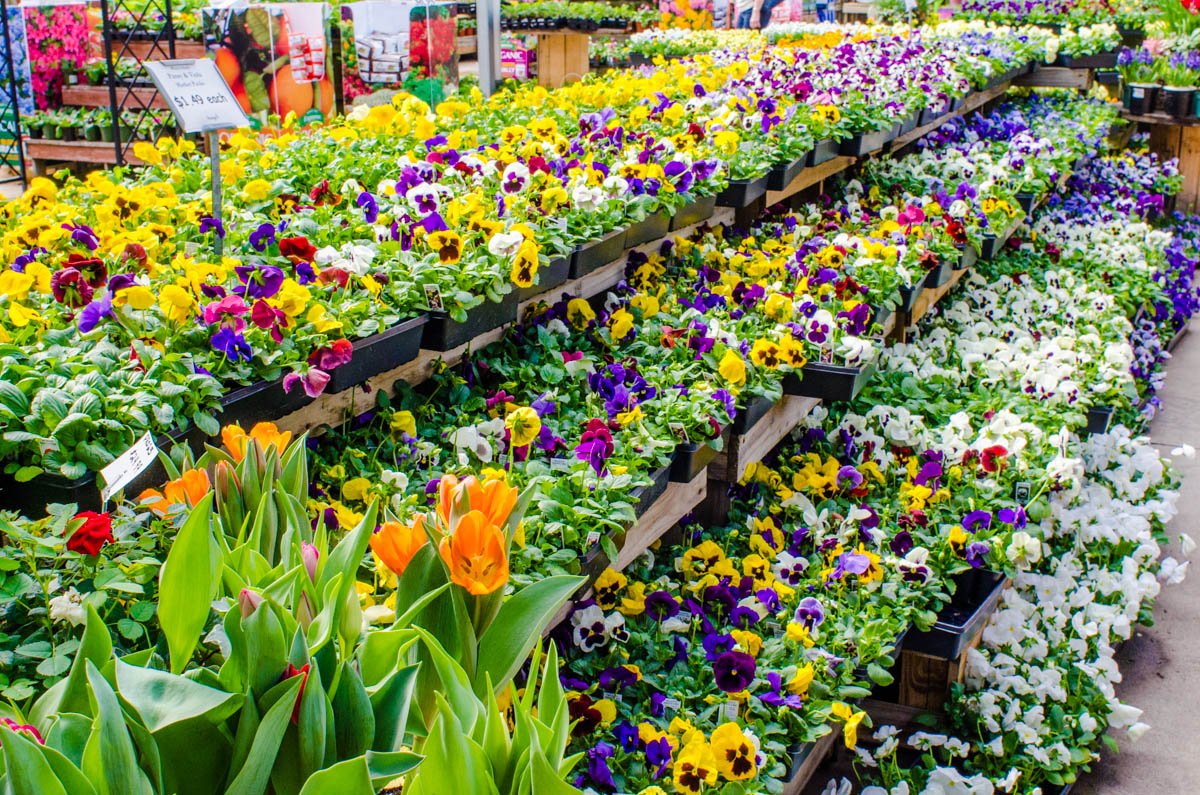 There's a rainbow of pansies to choose from! Only $1.49. Come pick out your favorite colors! #pansies #spring