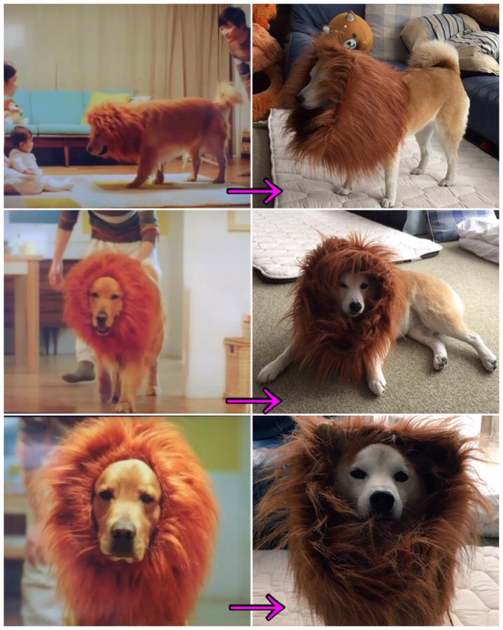 アマゾンのcmが犬が感動的と話題に かわいそうな感じが逆にイイ Sia Creator