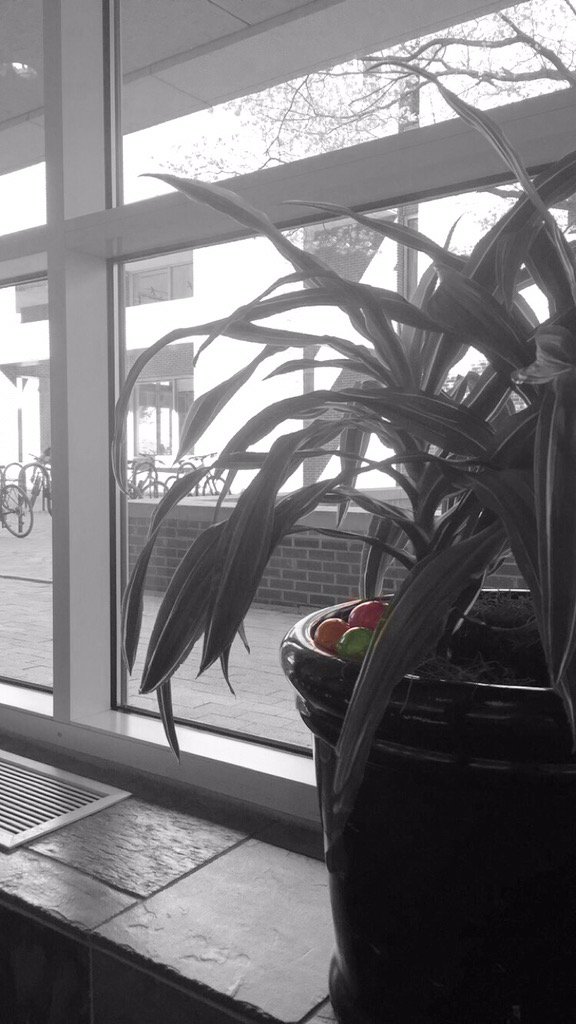 This egg fam likes the view of Davis from their nest in this sunny Union study spot.. #gogetem