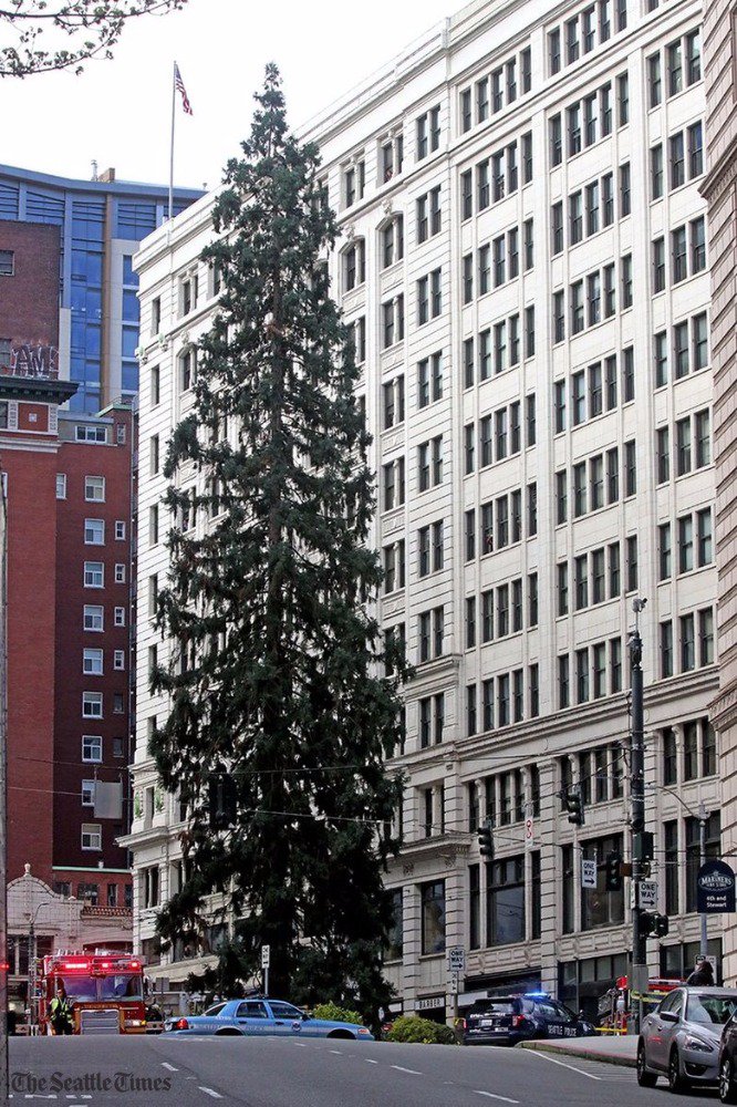 seattletimes's tweet photo. Seattle Police on #ManInTree: "We're in a holding pattern" https://t.co/DVpzqbyLE8 https://t.co/E74DVTPeYK
