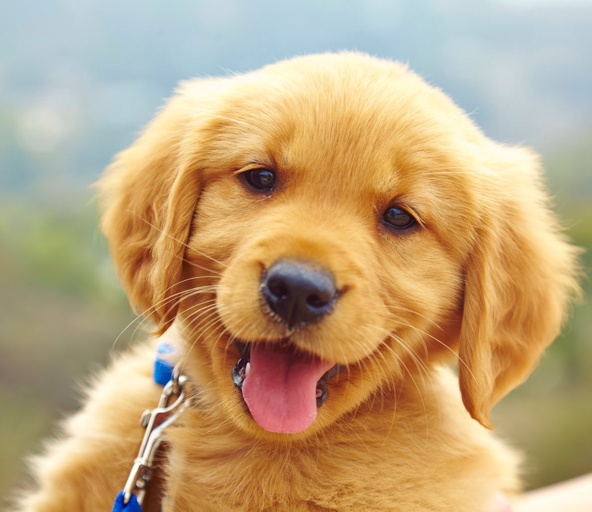 DrewAdvertising's tweet image. How will you celebrate #NationalPuppyDay ?