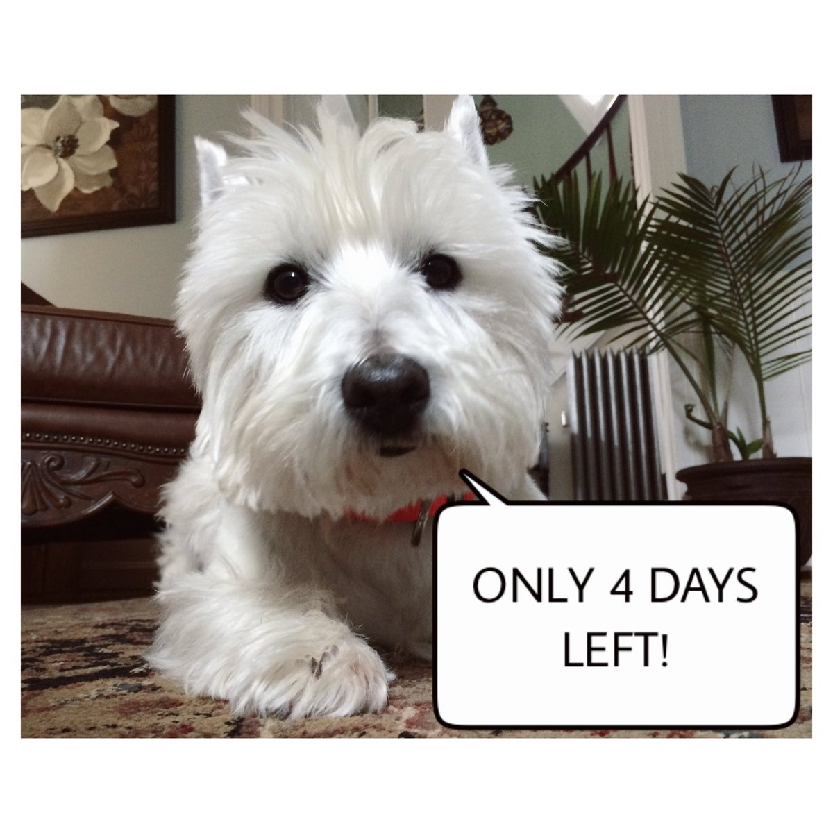 UConnColorCodes's tweet image. Oscar is excited for Color Codes on #NationalPuppyDay and you should be too!!! Join us the 28th at #UConn Storrs!