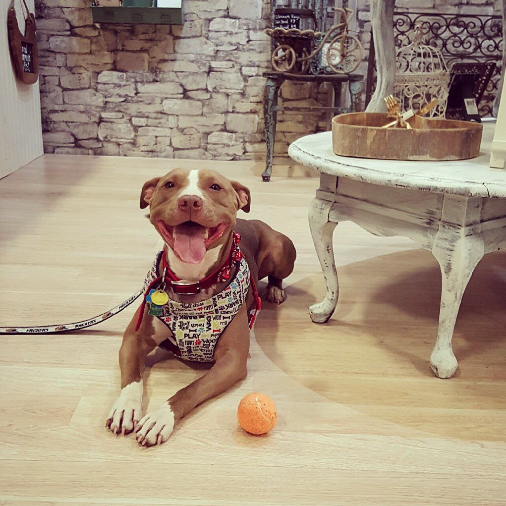 via_francesca's tweet photo. Happy #NationalPuppyDay ! Come on by to get some pet tags❤️ https://t.co/3CVZ9QxiTK