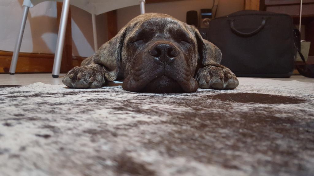 Our cellar dog is just as tired after this harvest #relax #harvest