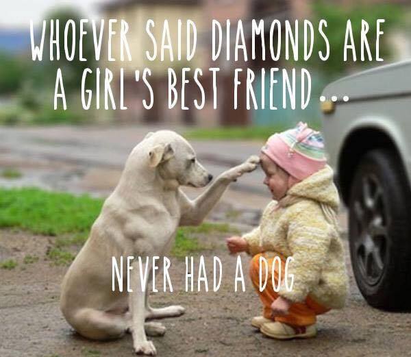 AAAPetResort's tweet photo. We agree! If you have a pet that needs boarding or any of our other services contact us: 941-744-1080 #AAAPetResort https://t.co/CmQ7IFSJFy