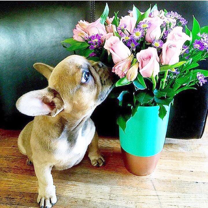 thefrenchieway's tweet photo. #Happy #Wednesday Mes Amis #TheFrenchieWay #FrenchBulldogNetworkRescueOrganisationSA https://t.co/ytFGK03EfJ