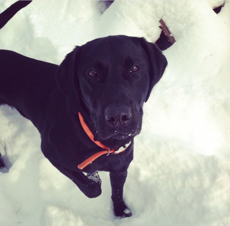 SchneiderCorbin's tweet photo. Remmyyyyy #NationalPuppyDay https://t.co/RXOPF0choI