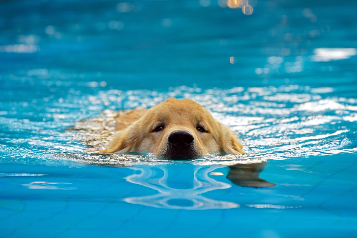 USASwimming's tweet photo. Happy #NationalPuppyDay! RT if you have a dog who loves the water as much as you do. https://t.co/2kaPcybf3p