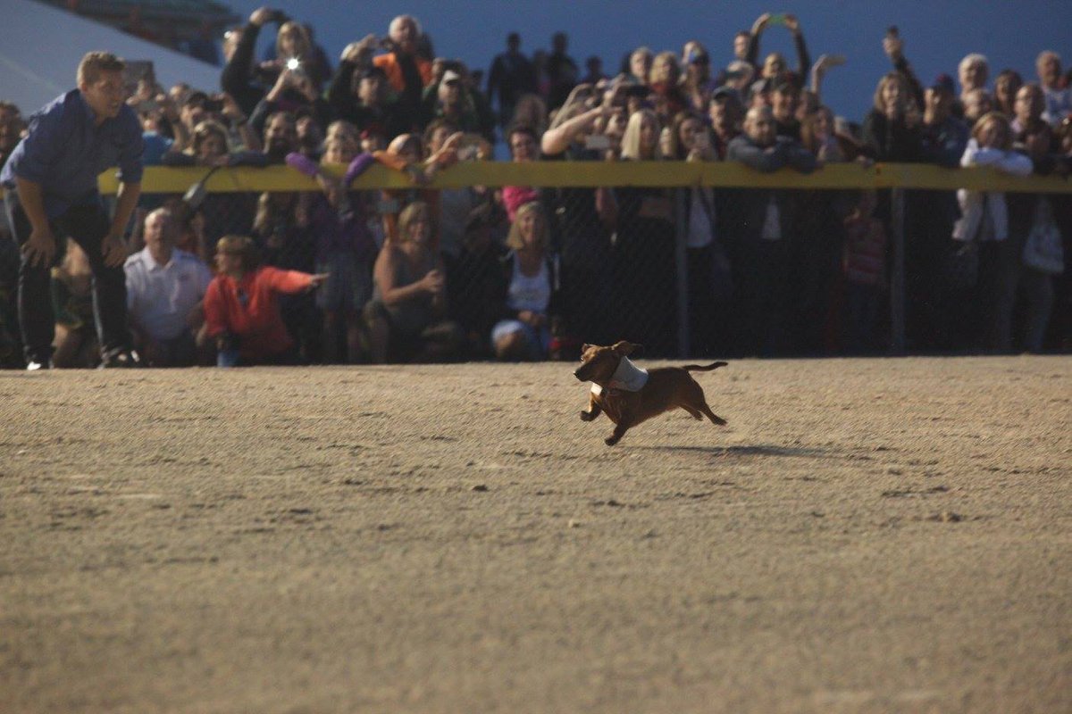A reminder of last year's awesome #wienerdograces to mark today's #NationalPuppyDay! (BTW, 2016 edition is July 8!)