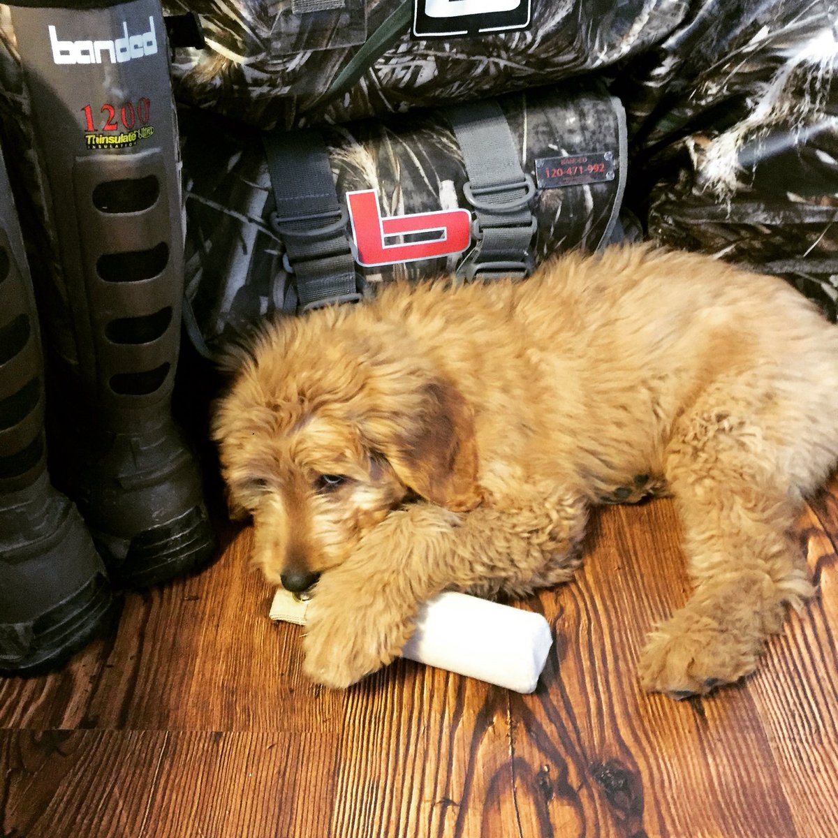 J_Bom02's tweet photo. #NationalPuppyDay   Tank and @BandedBrands go hand and hand https://t.co/DR3rEK4rBe