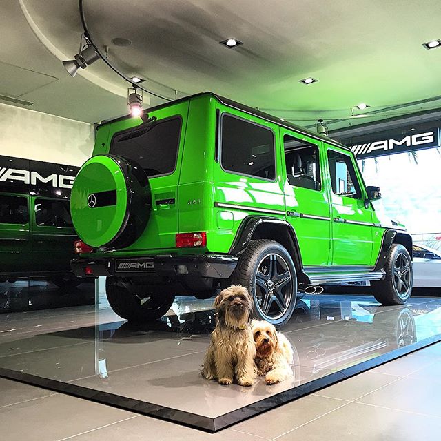 MercedesAMG's tweet photo. Happy #NationalPuppyDay from some of our biggest fans! 
[Consumption: 13.8-9.3 l/100km | CO2: 322-216 g/km] https://t.co/tUEkst7RrX