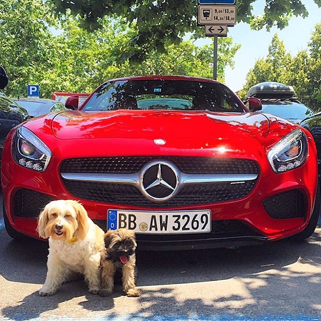 MercedesAMG's tweet photo. Happy #NationalPuppyDay from some of our biggest fans! 
[Consumption: 13.8-9.3 l/100km | CO2: 322-216 g/km] https://t.co/tUEkst7RrX
