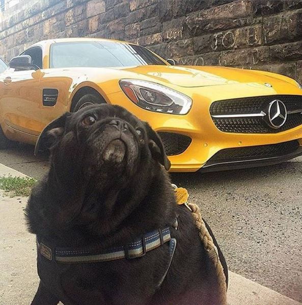 MercedesAMG's tweet photo. Happy #NationalPuppyDay from some of our biggest fans! 
[Consumption: 13.8-9.3 l/100km | CO2: 322-216 g/km] https://t.co/tUEkst7RrX