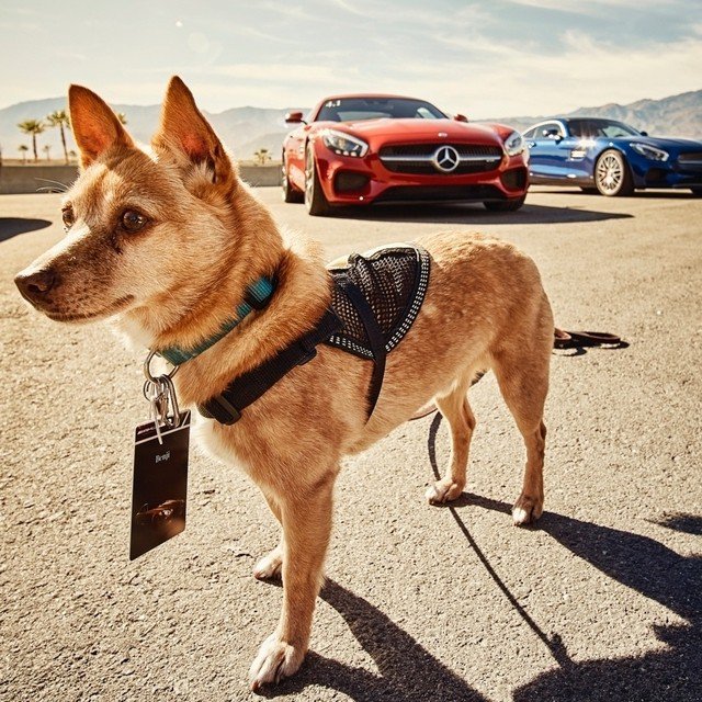 MercedesAMG's tweet photo. Happy #NationalPuppyDay from some of our biggest fans! 
[Consumption: 13.8-9.3 l/100km | CO2: 322-216 g/km] https://t.co/tUEkst7RrX