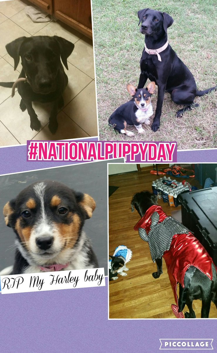 JenJenicke's tweet photo. #nationalpuppyday love my pups!! Even those no longer with us!! https://t.co/t88dqqIiWk