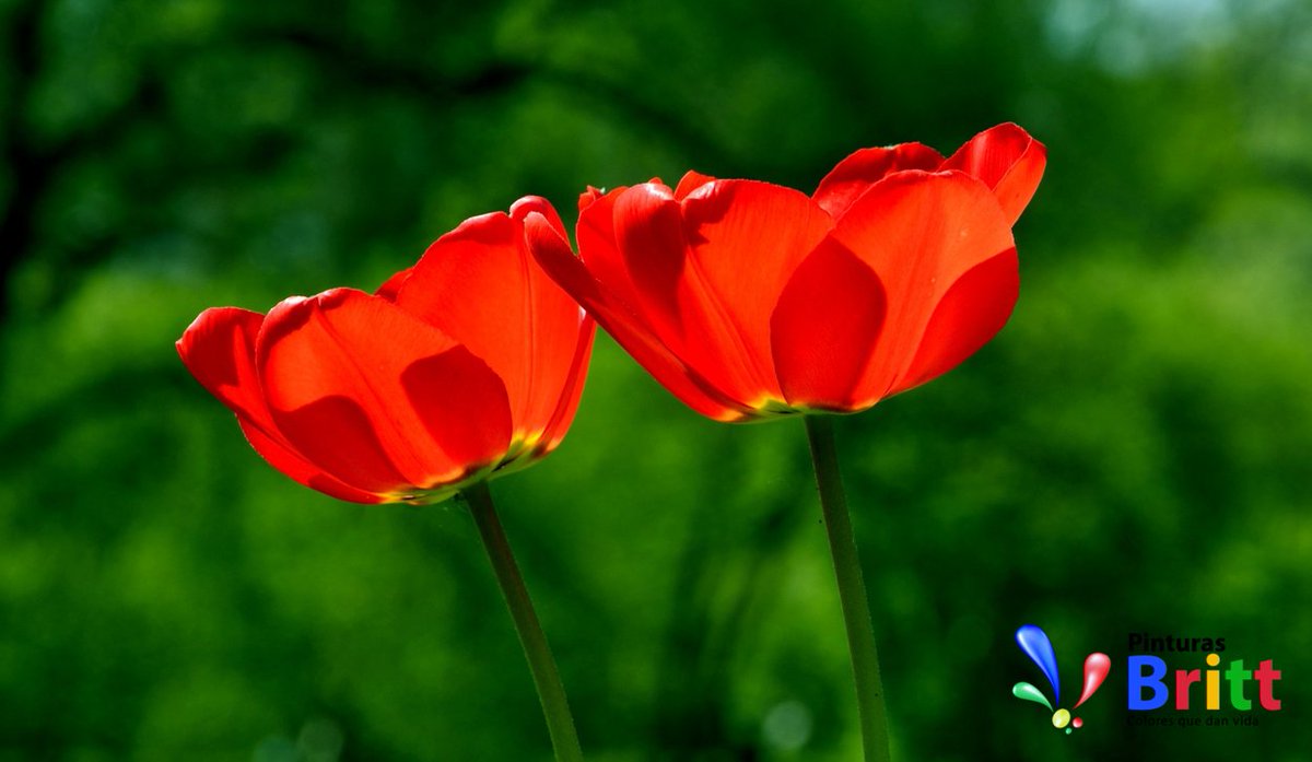 PinturasBritt's tweet photo. ¡Dale la bienvenida a los colores de la Primavera con PINTURAS BIRTT! https://t.co/2h7V94pOf5