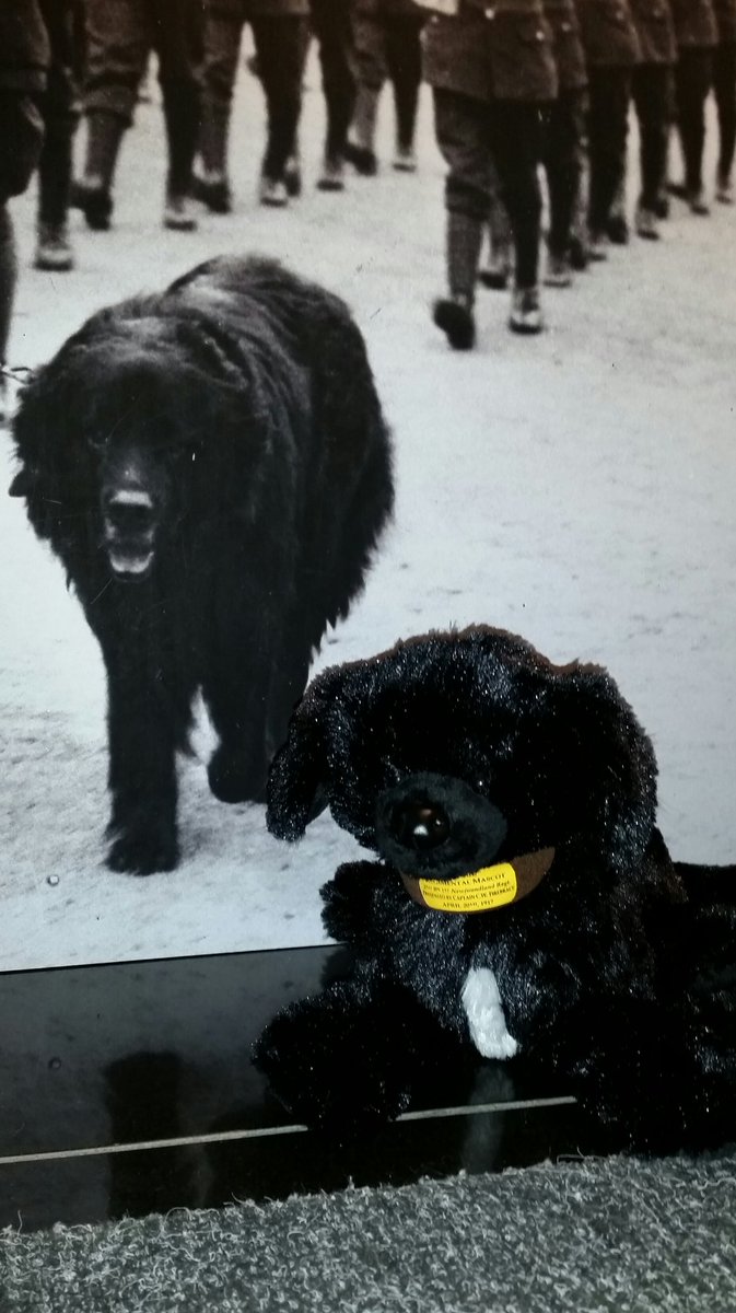 TheRooms_NL's tweet photo. On #NationalPuppyDay, let us introduce you to Sable Chief, mascot of the Royal Newfoundland Regiment! https://t.co/cz63UZA0Zx