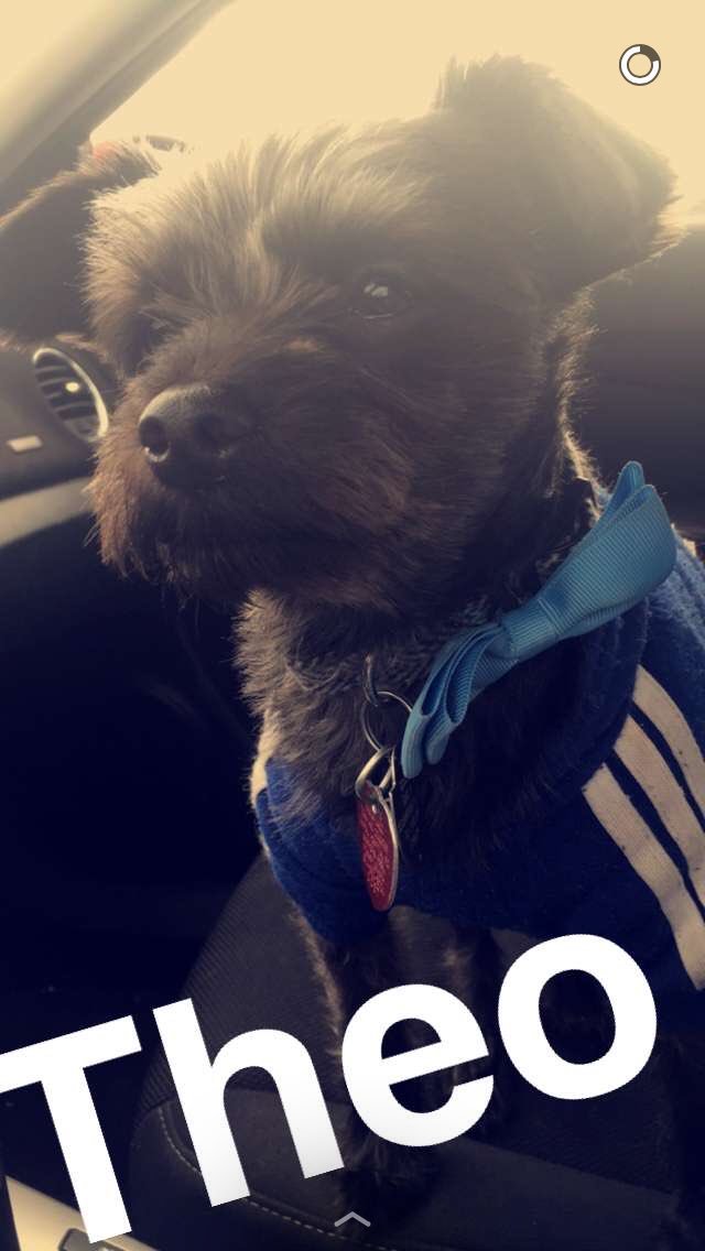 minbrite10's tweet photo. #NationalPuppyDay #Theodore #Chorkie 💙🐾 https://t.co/cX24QTCopv
