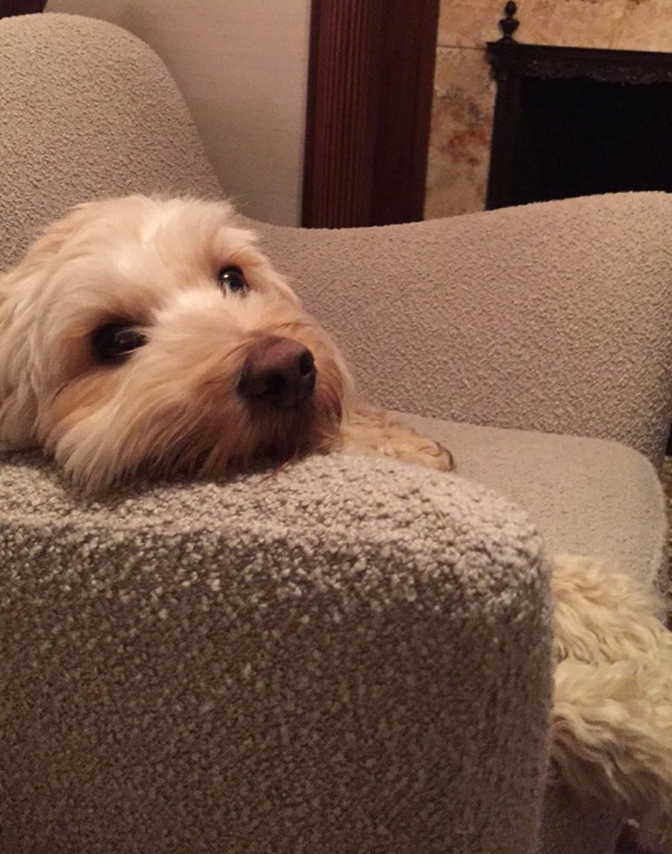 SherlockCapus's tweet photo. Happy National Puppy Day! Today is the day that puppies run the world! #NationalPuppyDay @XanCapus @SteveCapus https://t.co/rfkqW8FnHZ