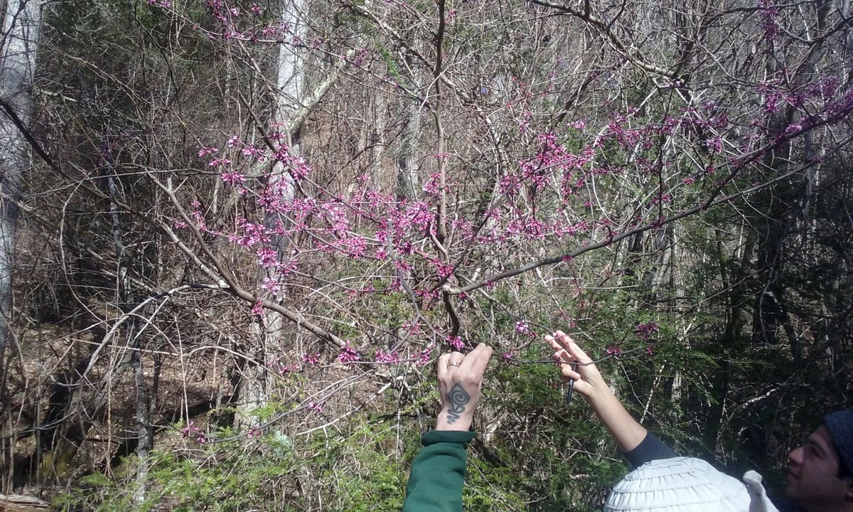 ASHHerbalism's tweet photo. PIucking redbuds for a tasty #trailsnack #wildedible #prettyinpink #springhealing https://t.co/QPyHXHtb00