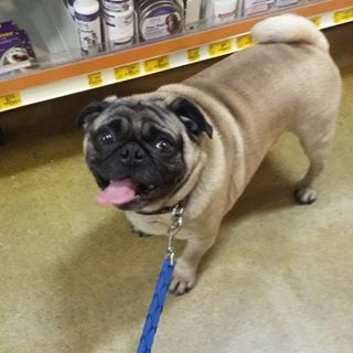 Joy_PhotoCam's tweet photo. My Boy At Petsmart Today
#pug #puggle #everydayimpugglin #puglife #metalpug https://t.co/0TUBQg9Lss https://t.co/1PLAt2sTJf
