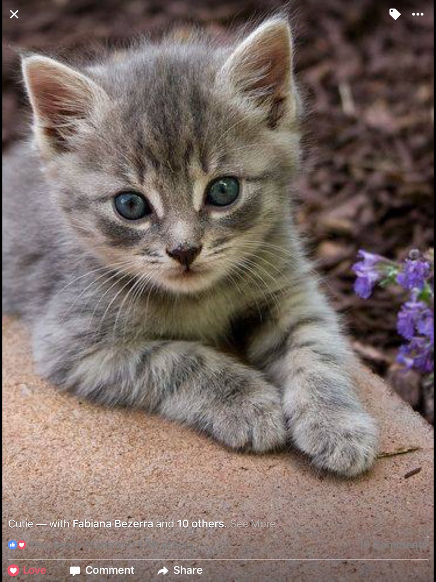 котенок фото милый серый