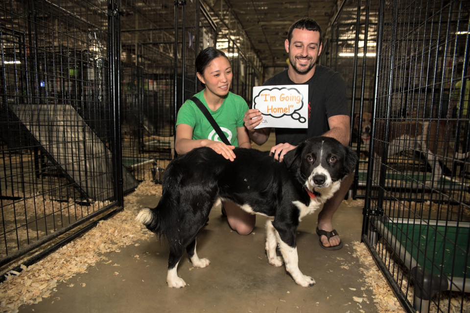 ASPCA's tweet image. Over 500 cats &amp;amp; dogs found homes at our #NC adoption event! bit.ly/21FZiov #adoptNC #nationalpuppyday