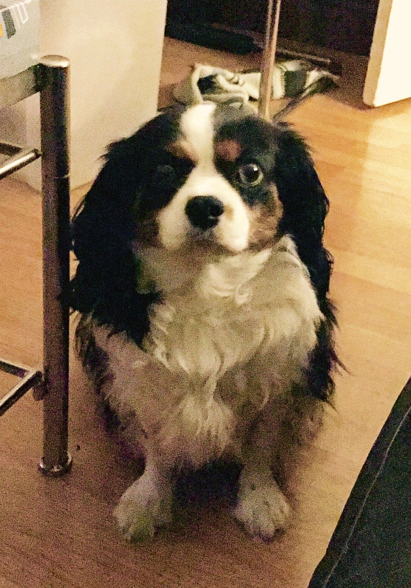 On #NationalPuppyDay we say Happy Birthday to our Raffy(8yrs)! He'll always be a puppy to us <3