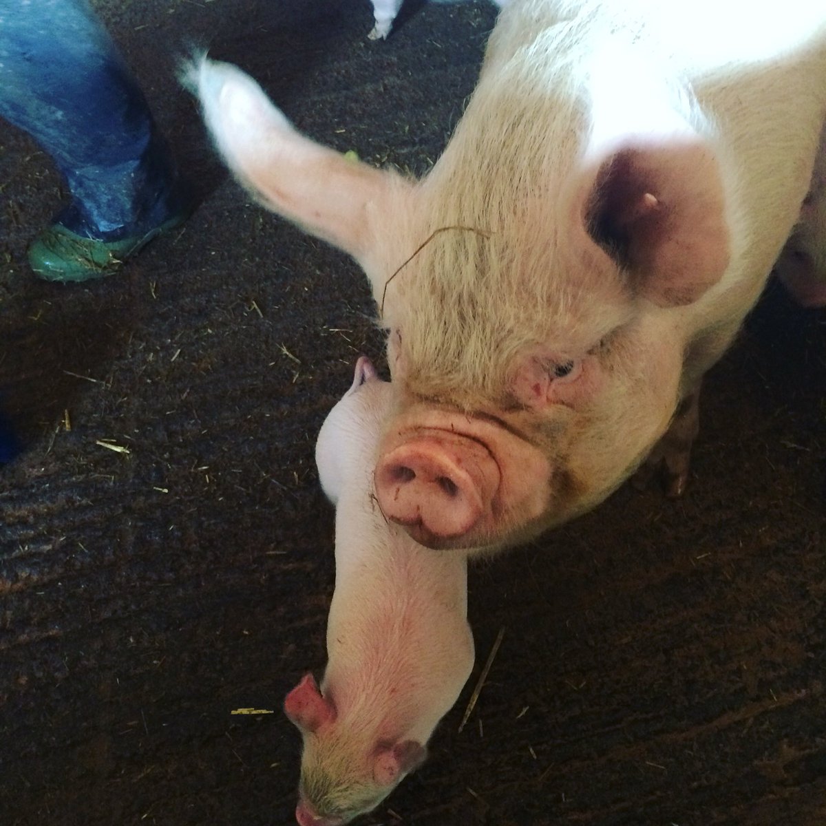 LockhartLondon's tweet photo. Middle white pigs @HuntshamFarm . #happypigs https://t.co/clnlFQZIEN