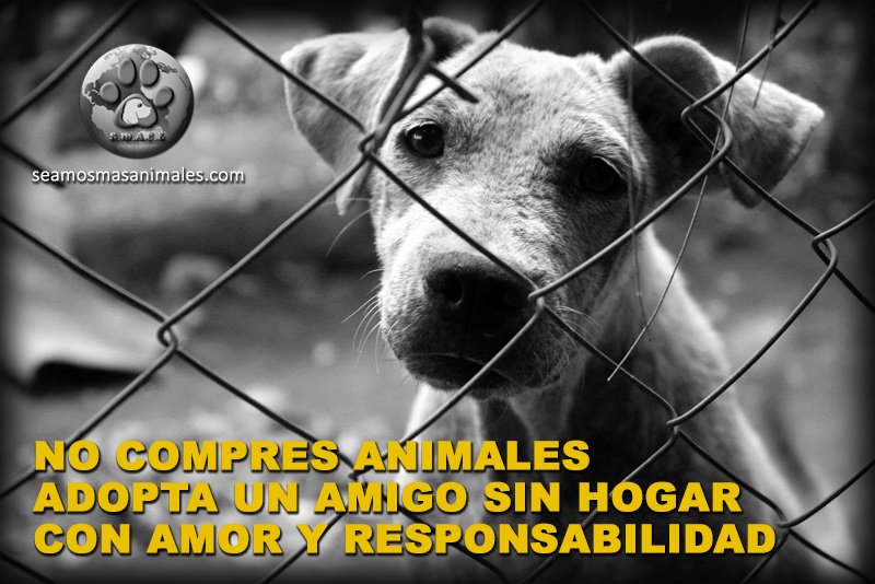 smace_animales's tweet photo. #NoCompresAnimales #amigosporsiempre #AdoptaUnAmigoSinHogar #DenunciaelMaltratoAnimal #smace https://t.co/inghrIuZq8