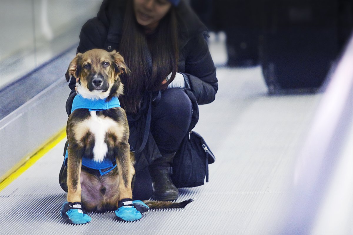 Billy Bishop Toronto City Airport (@bbishopairport) on Twitter photo Encouraging all pups to take <a href="/BBishopAirport/">Billy Bishop Toronto City Airport</a>'s tunnel to greet their families after their flight #NationalPuppyDay Encouraging all pups to take <a href="/BBishopAirport/">Billy Bishop Toronto City Airport</a>'s tunnel to greet their families after their flight #NationalPuppyDay