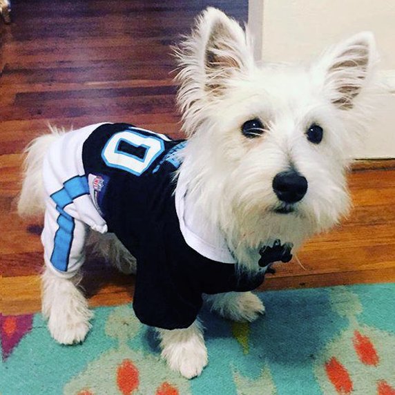 Carolina Panthers tweet media