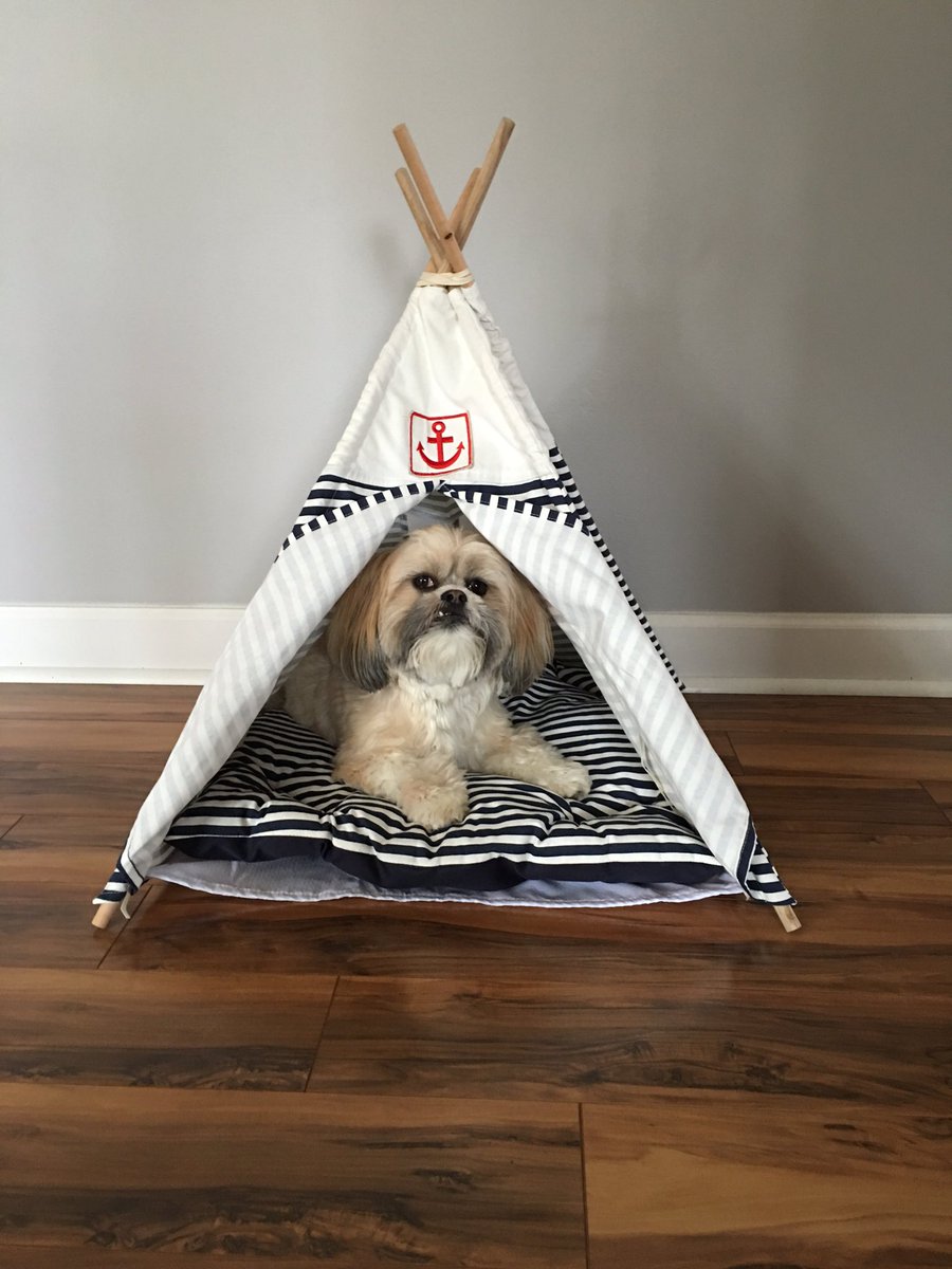 shihtzu_max's tweet photo. Happy #NationalPuppyDay #dogteepee #shihtzu @BarkPost @PetSmart @Petco @mydogiscutest @PEOPLEPets https://t.co/IW9y8Rn3Rx
