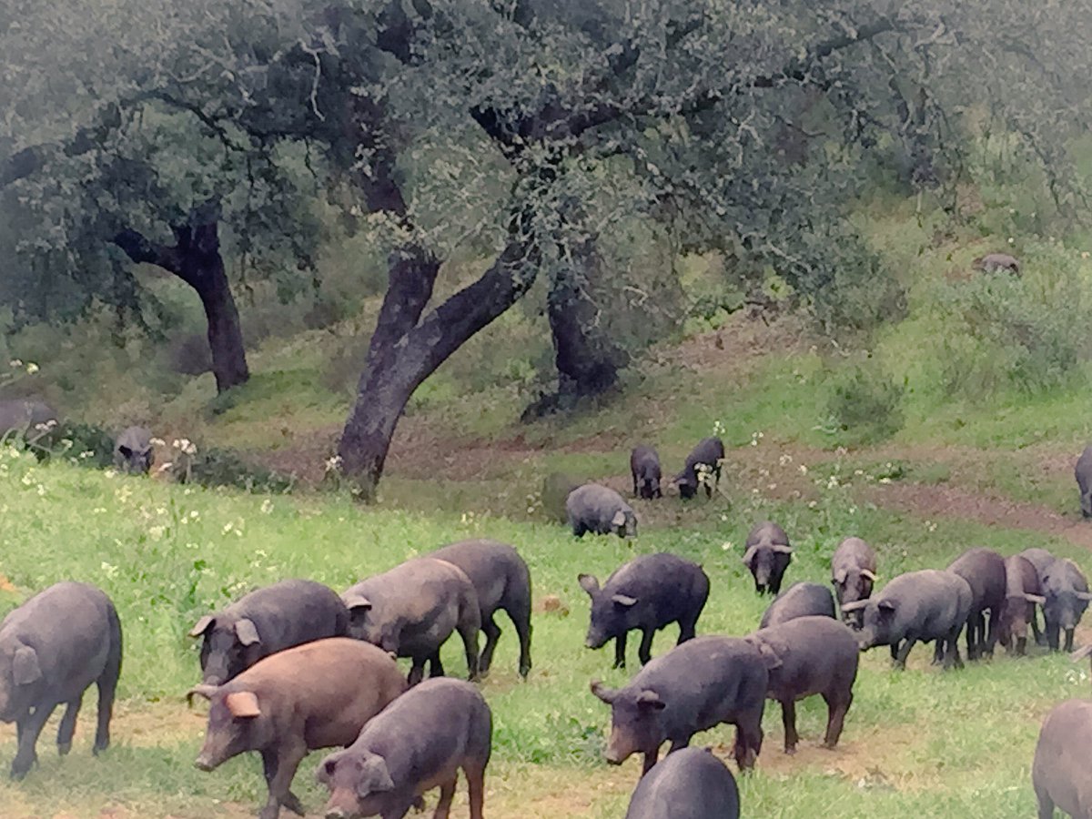 Foto de nuestros cochinos hoy. Desde que nacen campean a diario para llegar a la montanera en condiciones óptimas.