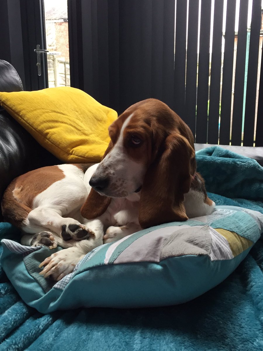 nick7evans's tweet photo. Lady muck! #dogsoftwitter #dogs #doglove #bassetts https://t.co/HfvO5AY5P7