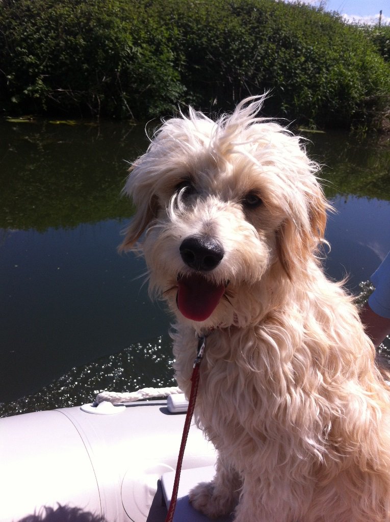 ResideBath's tweet photo. Our James isn't just a maintenance whizz, he also owns Poppy, who was once an adorable puppy. #NationalPuppyDay https://t.co/Gg0oeJzyl3