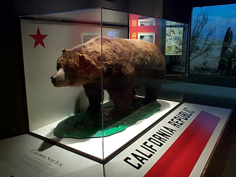 OMGFacts's tweet photo. The official state animal of California, the California grizzly bear, is extinct. https://t.co/DfTbojHnjP