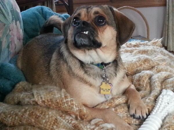 _DataDirect's tweet photo. Zoe's a sweetheart but she'll show a tooth or 2 if you mess with her data! #DogsThatDigData #PuppyDay @llieatwork https://t.co/fZIbKCtKeu
