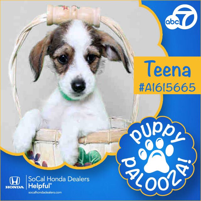 draarons4pres's tweet photo. https://t.co/fdljcq8WLB

Vote 4 Teena 4 Pres 
She say's no to Trump 

NATIONAL PUPPY DAY https://t.co/JP3NsbRAWu