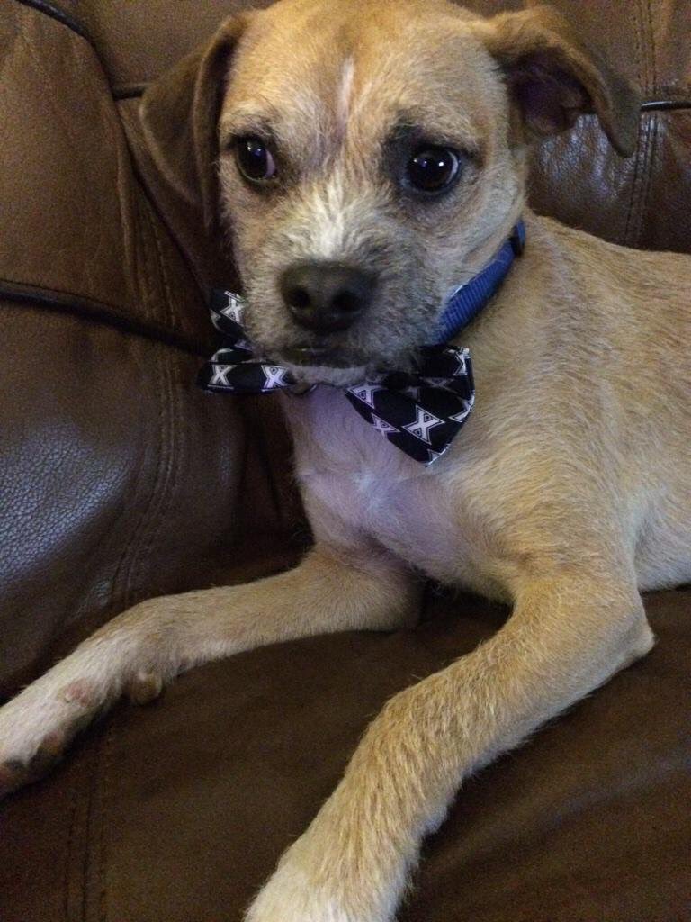 jackupnorth115's tweet photo. @XavierUniv lookin fancy in my snazzy bow tie #LetsGoX #NationalPuppyDay https://t.co/3aZz1YwjIG