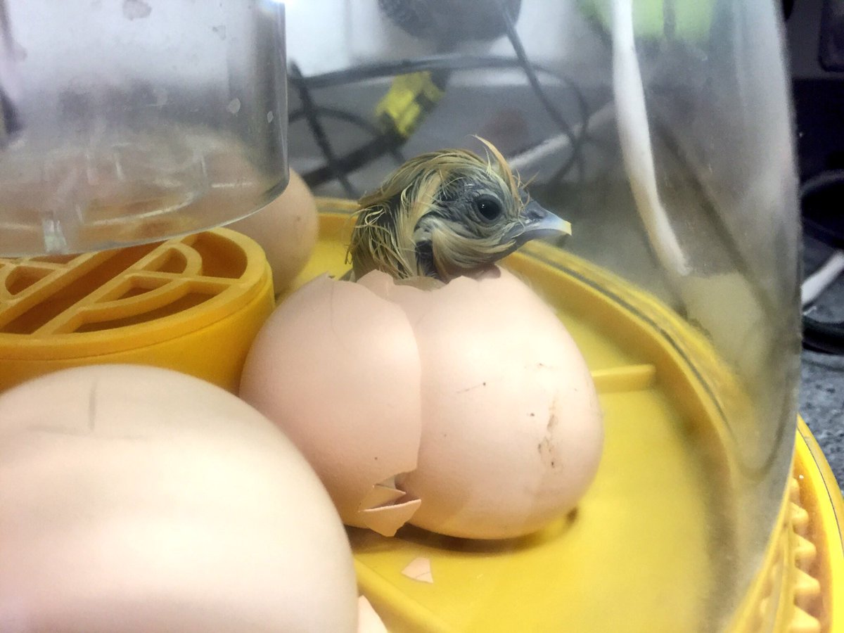 danny_thomas13's tweet photo. We've just watched our very first @AHS_Nurture chick hatch @aylshamhigh
Incredible to see life begin #Eggburt https://t.co/kohsymSBQg