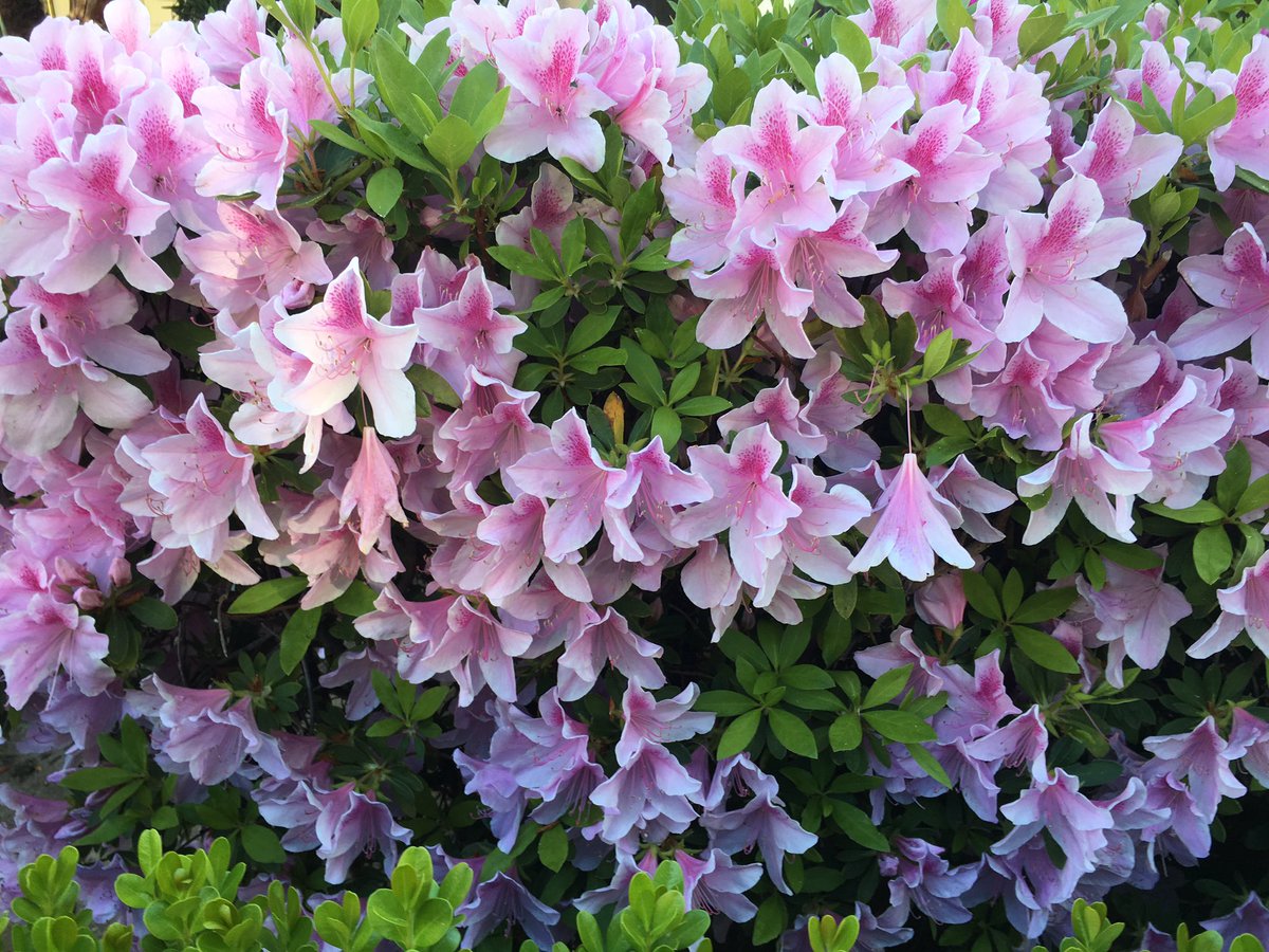 Seeing these on my morning walk with Josey got me really excited that it's #spring