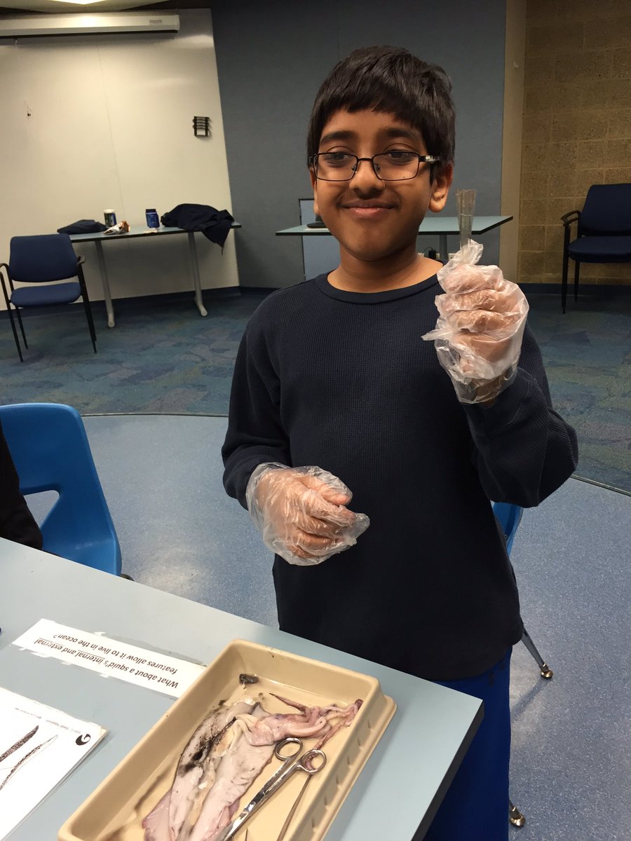 katiebillie_'s tweet photo. Middle schoolers dissecting a squid at the Shedd! #62learns #62ics #62intersession https://t.co/Pmc4lceNtU