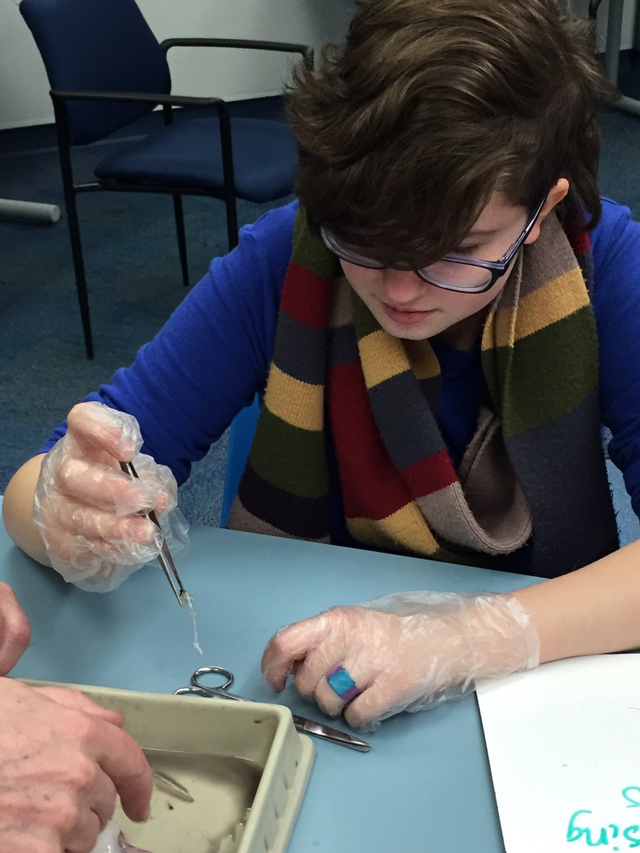 katiebillie_'s tweet photo. Middle schoolers dissecting a squid at the Shedd! #62learns #62ics #62intersession https://t.co/Pmc4lceNtU