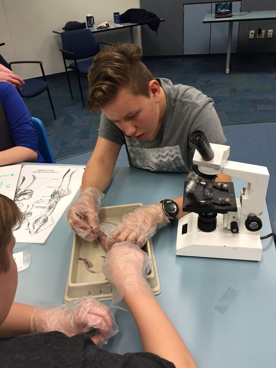 katiebillie_'s tweet photo. Middle schoolers dissecting a squid at the Shedd! #62learns #62ics #62intersession https://t.co/Pmc4lceNtU