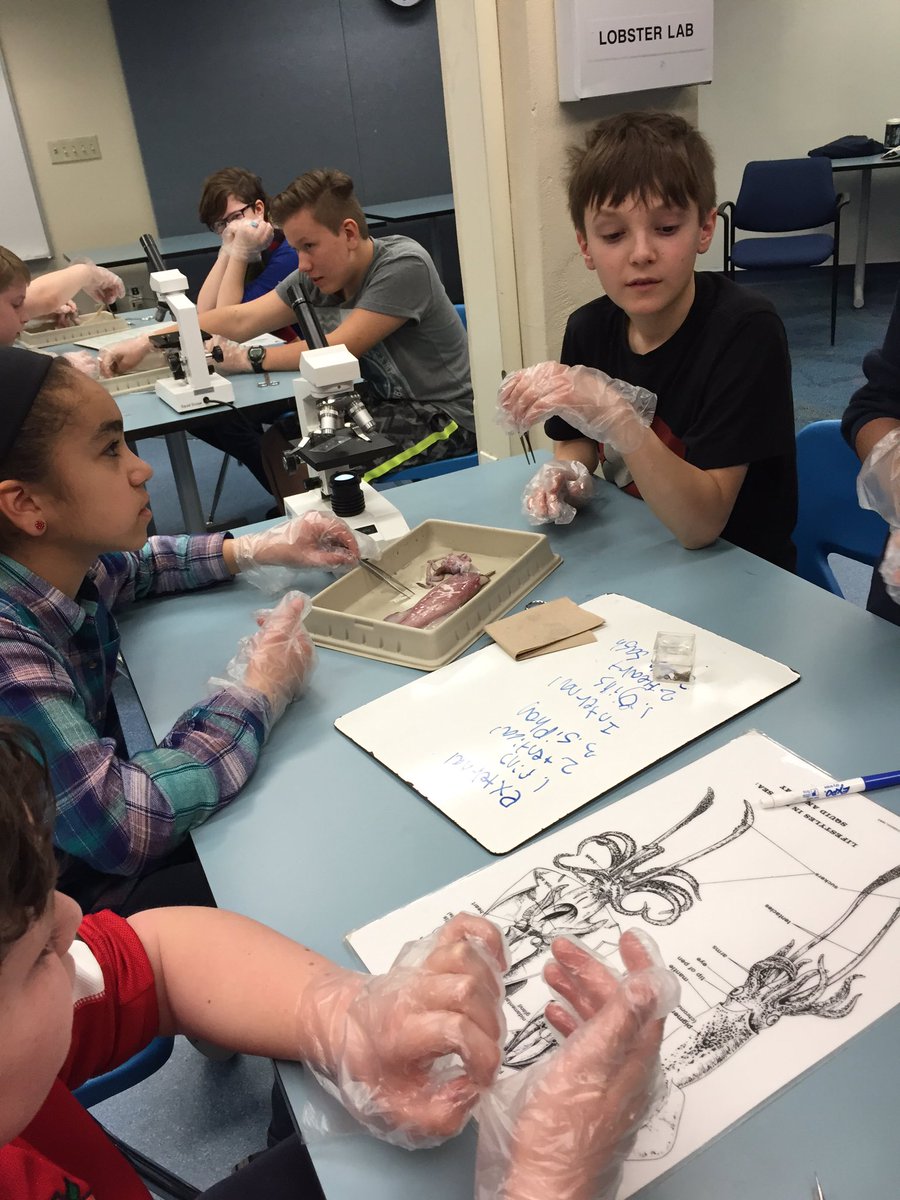 katiebillie_'s tweet photo. Middle schoolers dissecting a squid at the Shedd! #62learns #62ics #62intersession https://t.co/Pmc4lceNtU