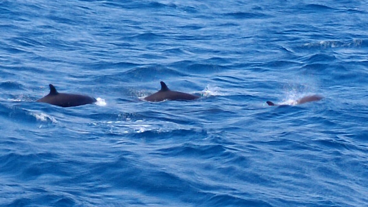 tenerifedolphin's tweet photo. Ven esta Semana Santa a disfrutar de la naturaleza a bordo del "Royal Delfin". Precio especial residentes canarios. https://t.co/xZ6ilkTZpE